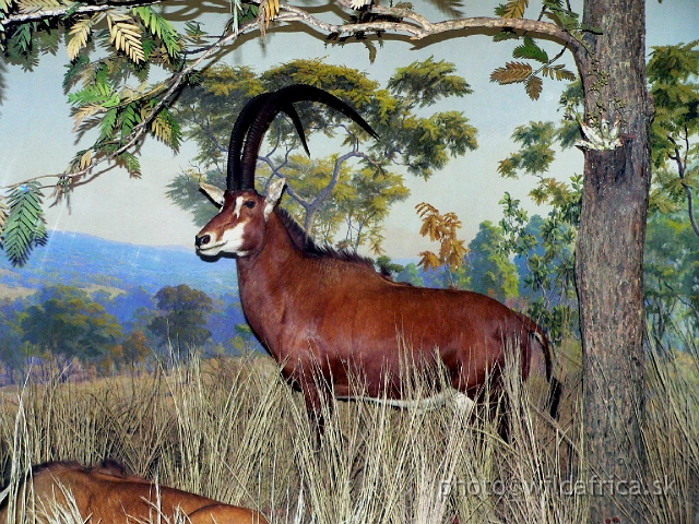 Picture 102.jpg - Giant Sable (Hippotragus niger variani) - male in the Angolan woodland savanna.